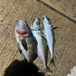 アジ