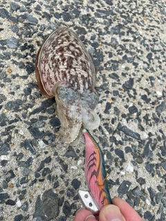 コウイカの釣果