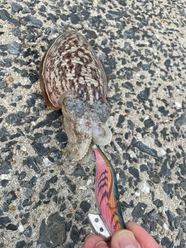 コウイカの釣果