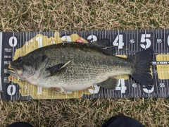 ブラックバスの釣果