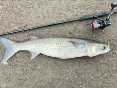 ボラの釣果