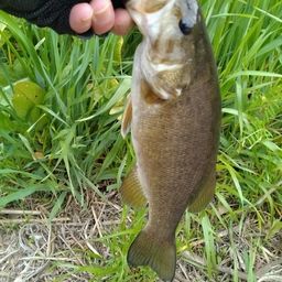 スモールマウスバス