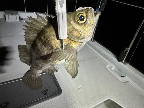 メバルの釣果