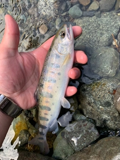ヤマメの釣果
