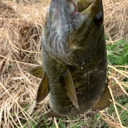 スモールマウスバス