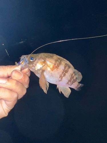メバルの釣果