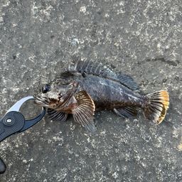 ソイ
