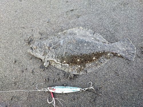 ソゲの釣果