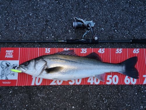 シーバスの釣果