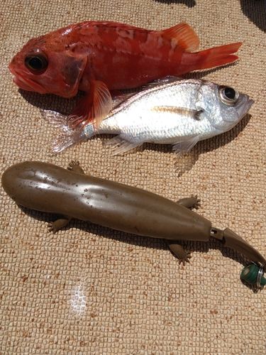 ユメカサゴの釣果