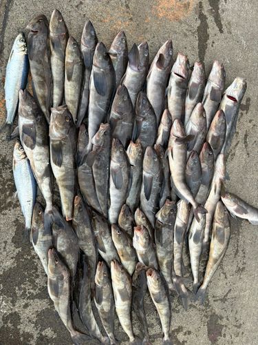 ホッケの釣果