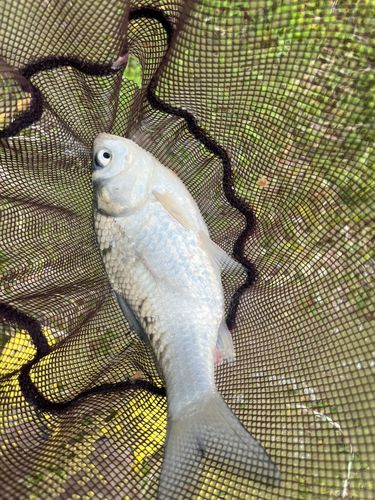 フナの釣果
