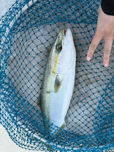 ハマチの釣果