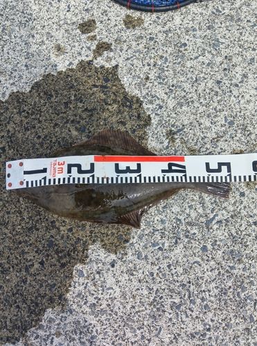 カレイの釣果