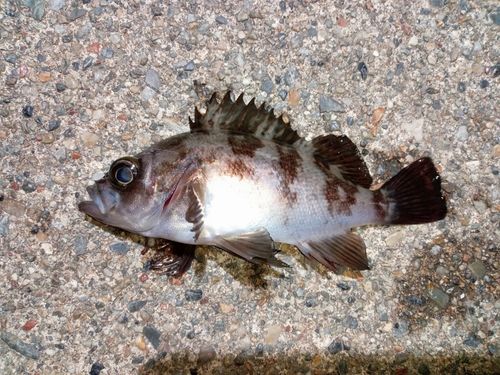 メバルの釣果