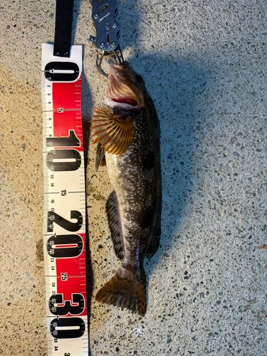 アイナメの釣果