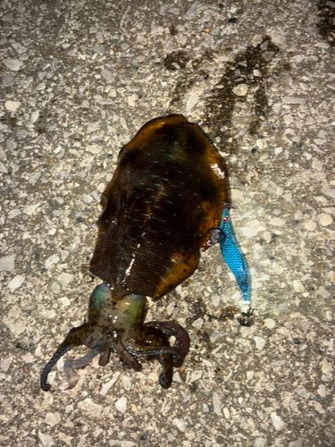 アオリイカの釣果