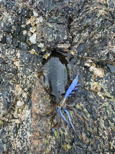 コウイカの釣果