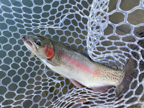 レインボートラウトの釣果