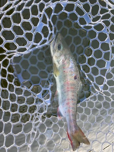 アマゴの釣果
