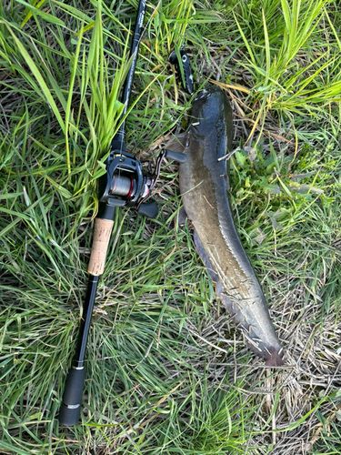 ニホンナマズの釣果