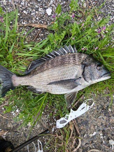 チヌの釣果