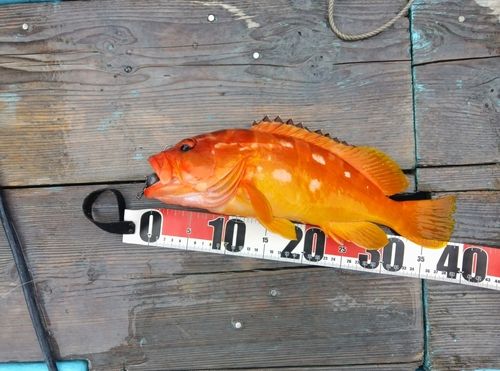 アカハタの釣果