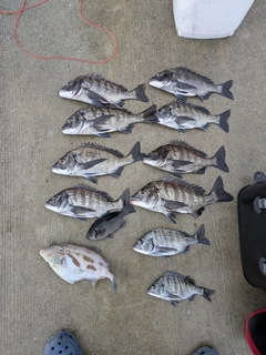 チヌの釣果