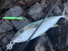 ヒラマサの釣果