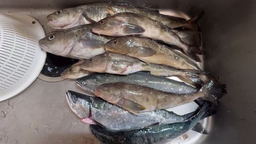ホッケの釣果