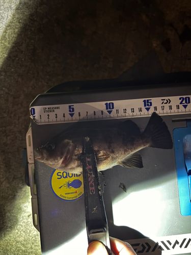 シロメバルの釣果