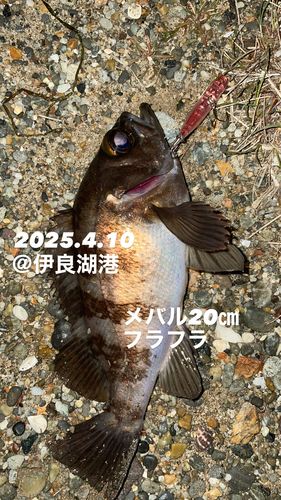 メバルの釣果