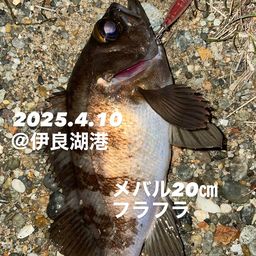 メバル