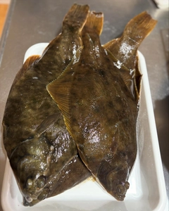 カレイの釣果