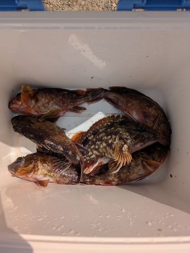 カサゴの釣果