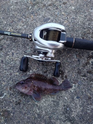 ムラソイの釣果