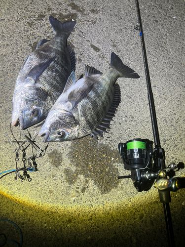 チヌの釣果
