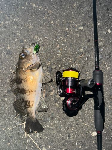 メバルの釣果