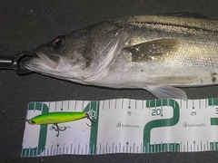 シーバスの釣果
