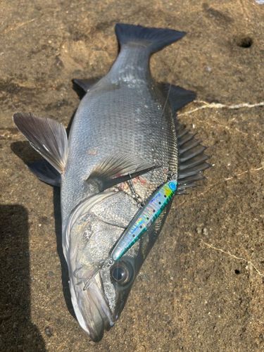 ヒラスズキの釣果