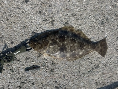 ヒラメの釣果