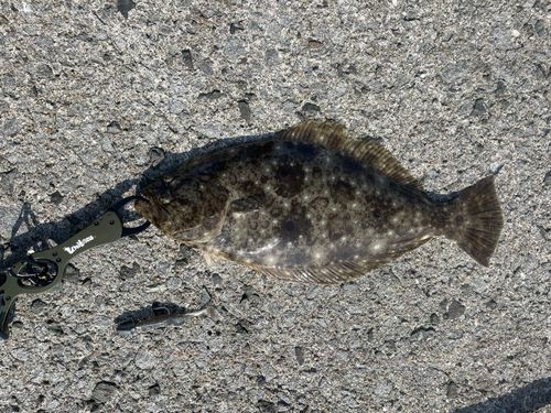 ヒラメの釣果