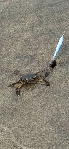 カニの釣果