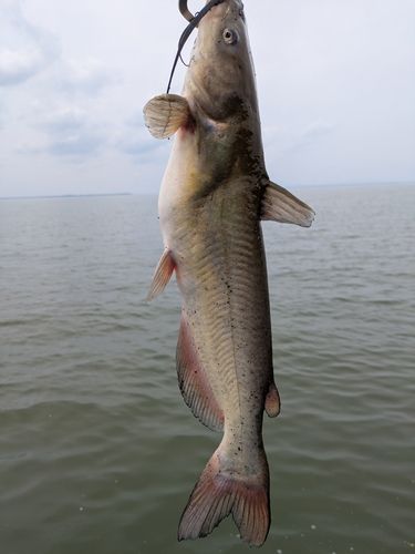 アメリカナマズの釣果