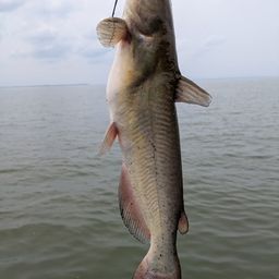 アメリカナマズ