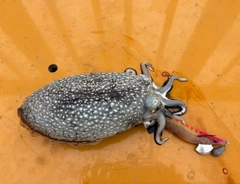 シリヤケイカの釣果