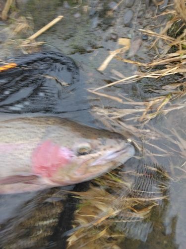 ニジマスの釣果