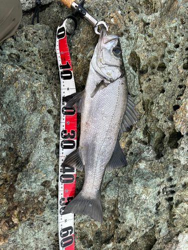 ヒラスズキの釣果