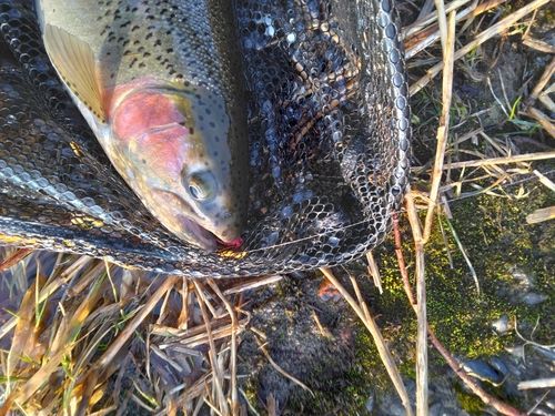 ニジマスの釣果