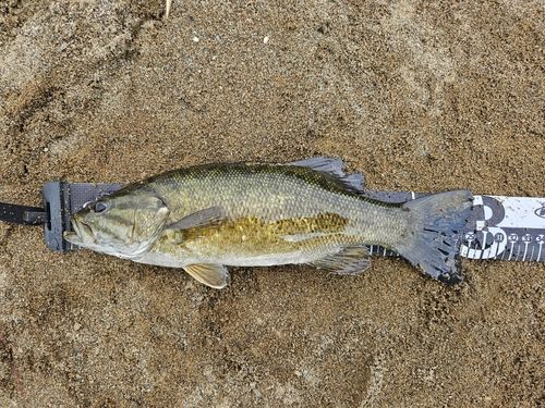 スモールマウスバスの釣果